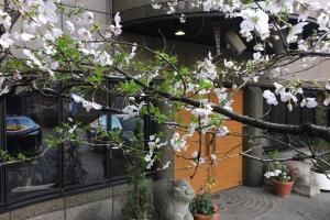 Flor de Cerezo en la Embajada Argentina